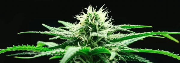 Flor de cannabis