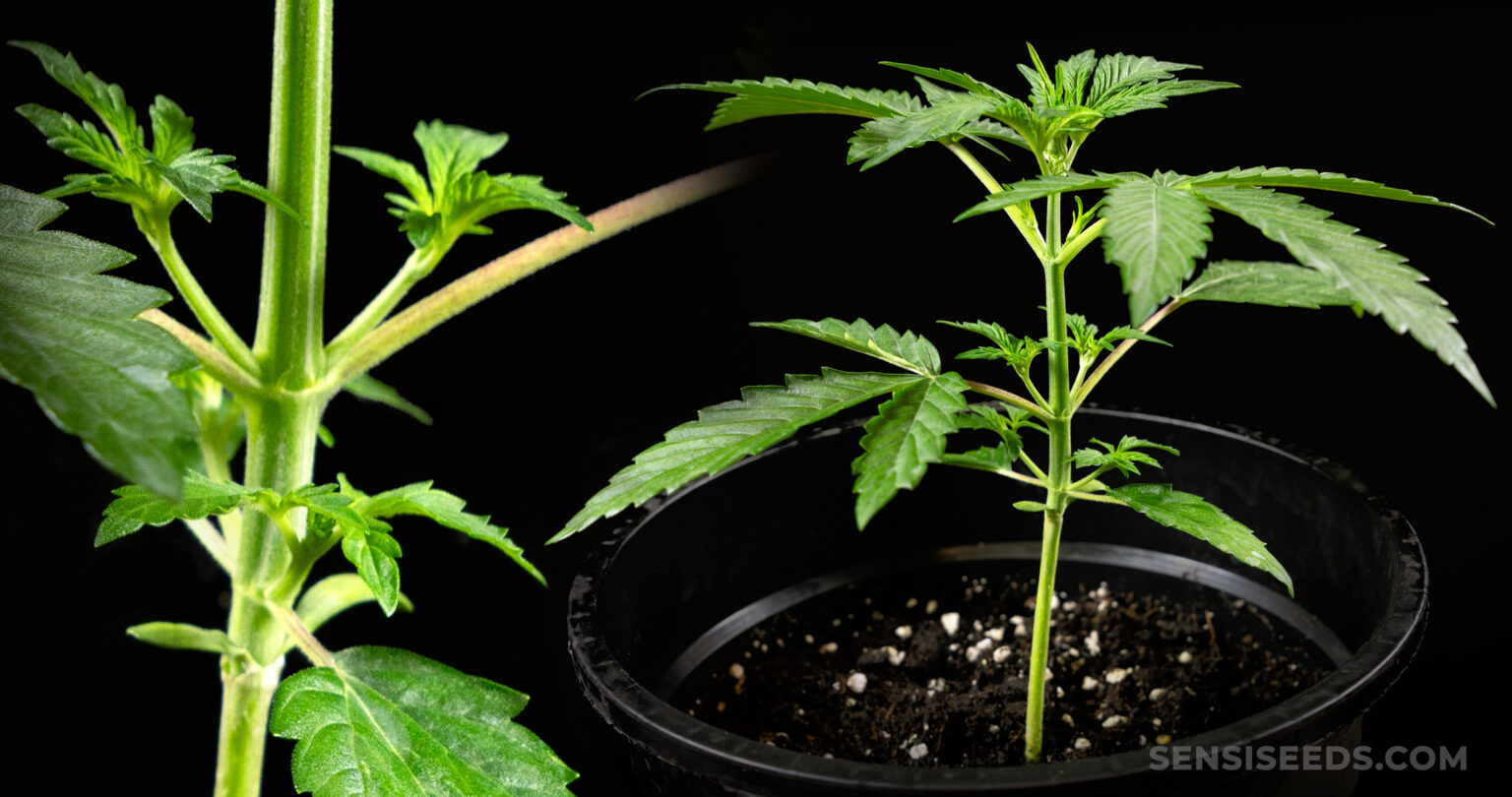 Planta de cannabis